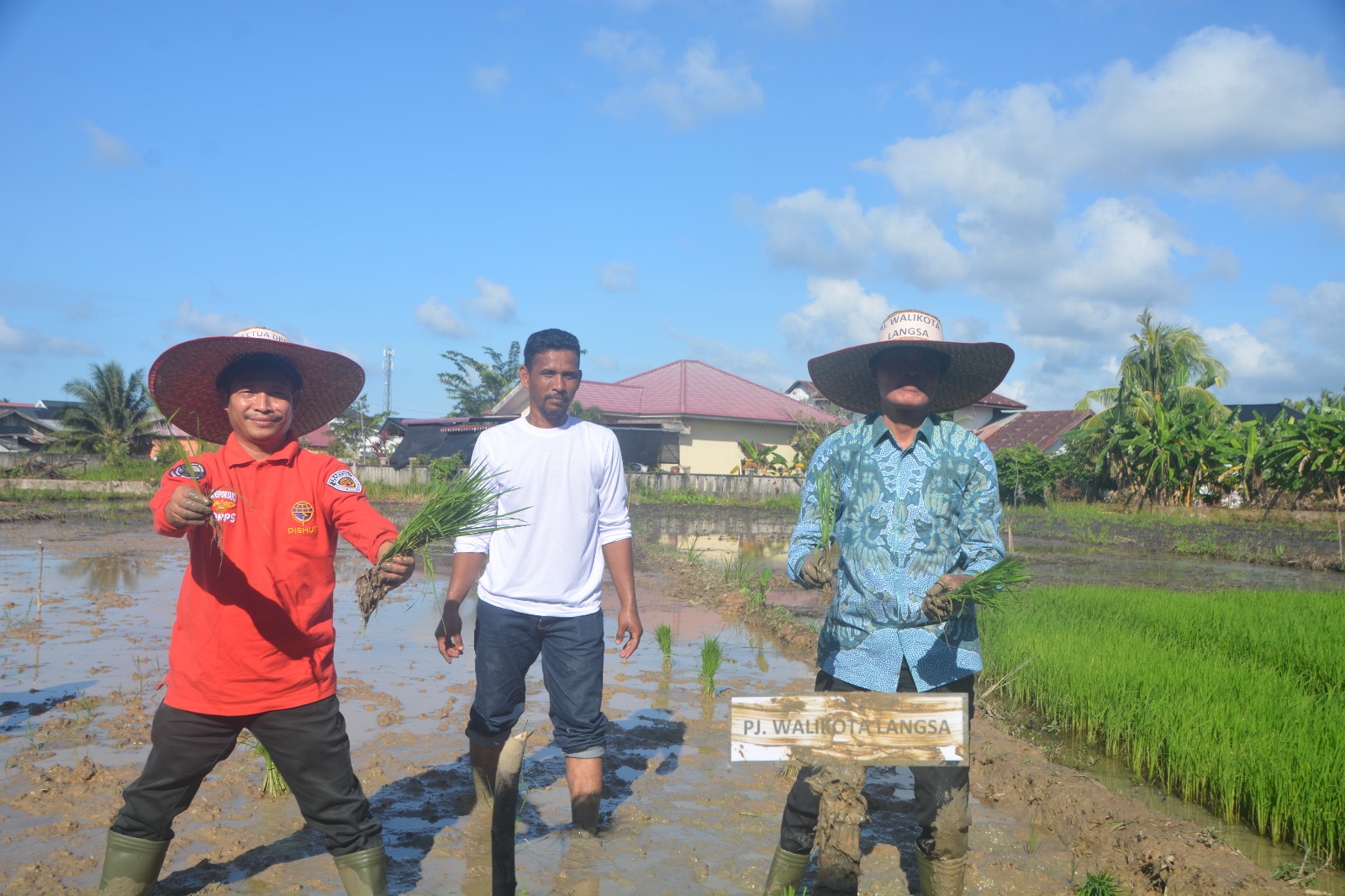 Pj. Walikota Langsa Tanam Padi Perdana Dalam Rangka Ketahanan Pangan.